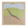 Millipede Growth Puzzle