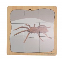 Spider growth puzzle