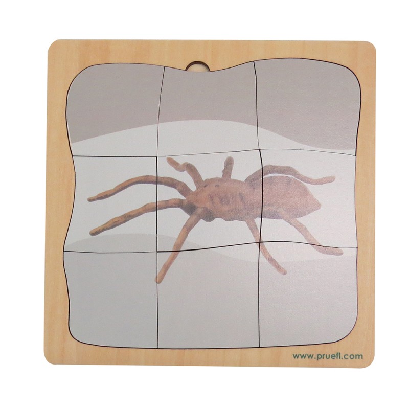 Spider growth puzzle