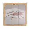 Spider growth puzzle
