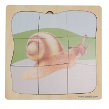 Snail Growth Puzzle