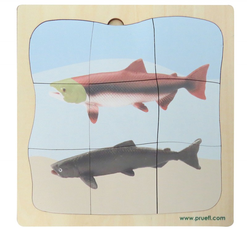 Salmon growth puzzle