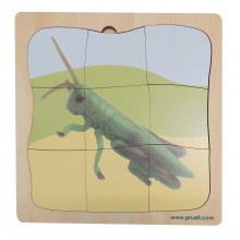 Heuschrecke Wachstumspuzzle - Lagenpuzzle