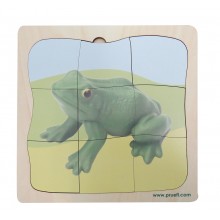 Frosch Wachstumspuzzle