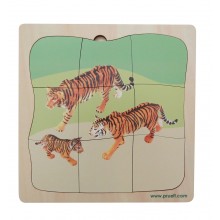 Tiger Family Growth Puzzle