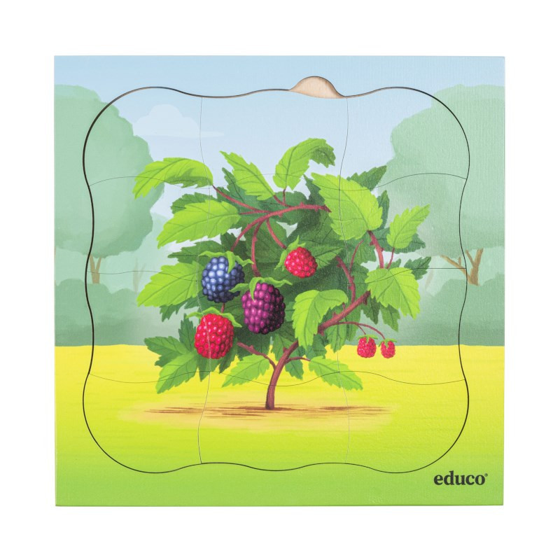 Wachstumspuzzle Brombeerstrauch