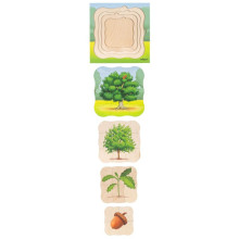 Growth puzzle oak
