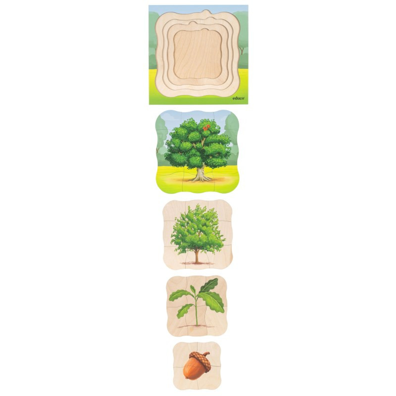Growth puzzle oak