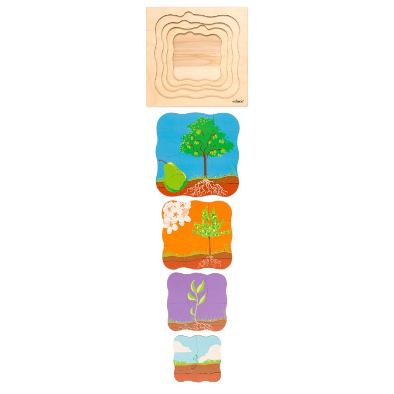 Growth puzzle pear