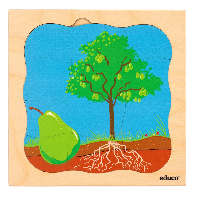 Growth puzzle pear