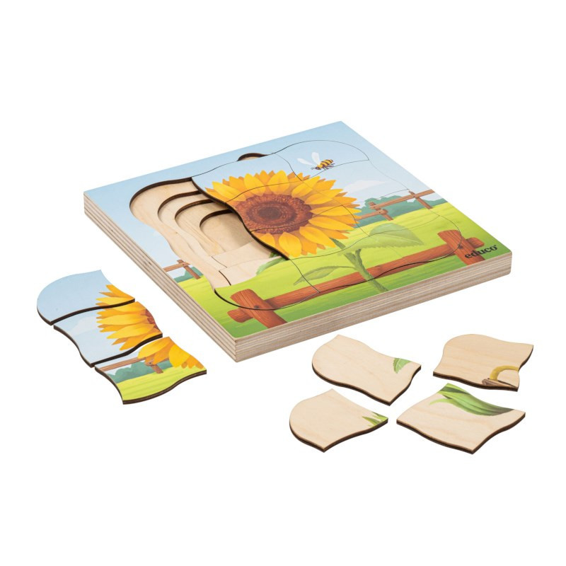 Growth puzzle sunflower
