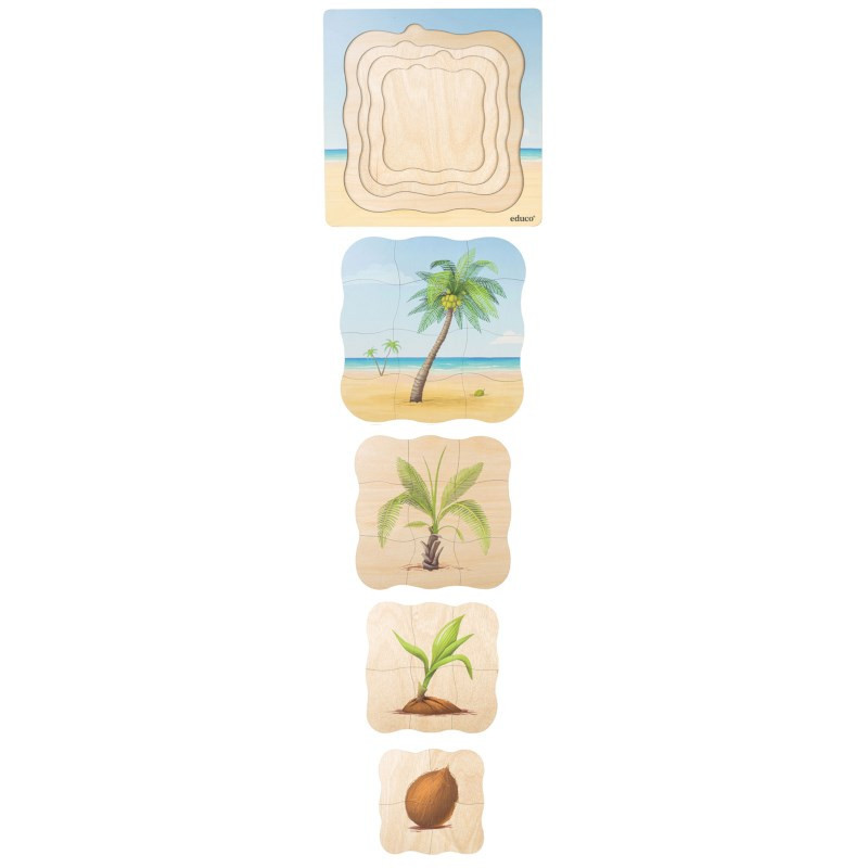 Growth puzzle coconut palm