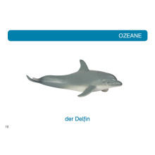 Kartei Tiere Ozeane