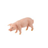 Tierfamilie - Schwein - Deutsch