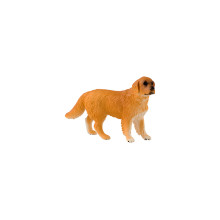 animal family - dog - English