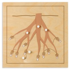 Botanisches Puzzle: Wurzel