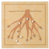 Botany Puzzle: Root