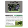 Monkeys - part 1