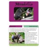 Monkeys - part 2
