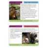 Monkeys - part 2