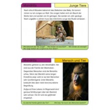 Monkeys - part 2