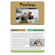 Monkeys - part 2