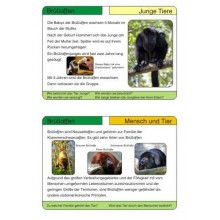 Monkeys - part 2