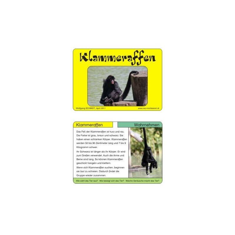Affen - Teil 2