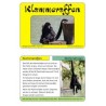 Monkeys - part 2
