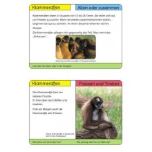 Monkeys - part 2