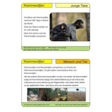 Monkeys - part 2