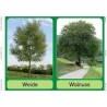Trees - deciduous trees