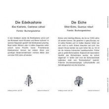 Bäume - Laubbäume