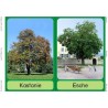 Bäume - Laubbäume