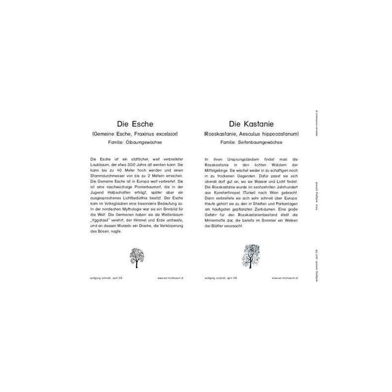 Bäume - Laubbäume