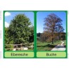 Trees - deciduous trees