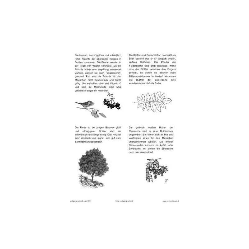 Trees - deciduous trees