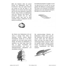 Bäume - Laubbäume