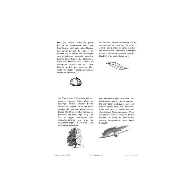 Bäume - Laubbäume