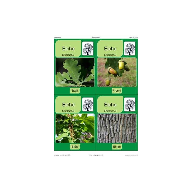 Trees - deciduous trees
