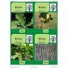 Trees - deciduous trees