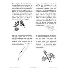 Bäume - Laubbäume