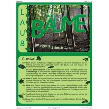 Bäume - Laubbäume