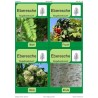 Trees - deciduous trees