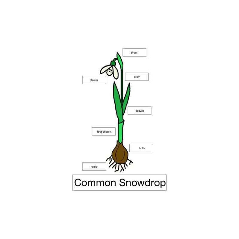 Common Snowdrop (This article is also available in German)