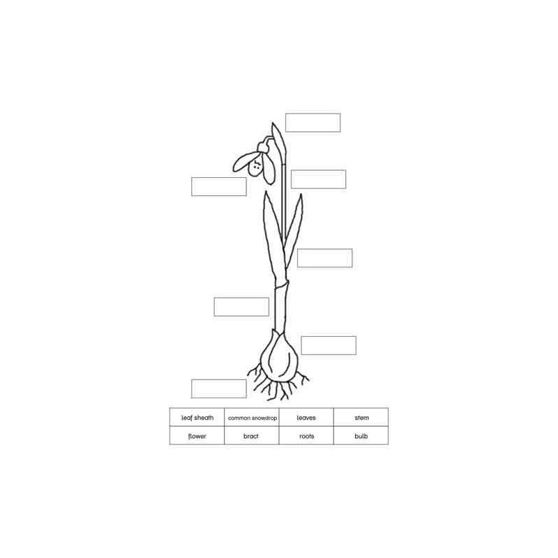 Common Snowdrop (This article is also available in German)
