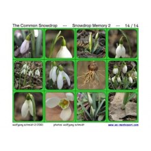 Common Snowdrop (This article is also available in German)