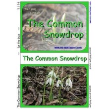 Common Snowdrop (This article is also available in German)