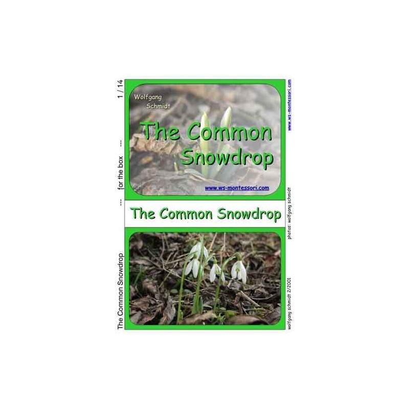 Common Snowdrop	 (Dieser Artikel ist auch in deutsch erhältlich)