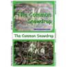 Common Snowdrop (This article is also available in German)